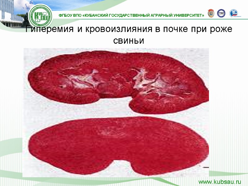 Гиперемия и кровоизлияния в почке при роже свиньи